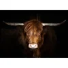 Best Hyland Cow Glass Wall Art Wall Art